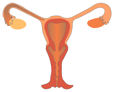a nemi szervek rákos tünetei kezelés elecampane férgekkel